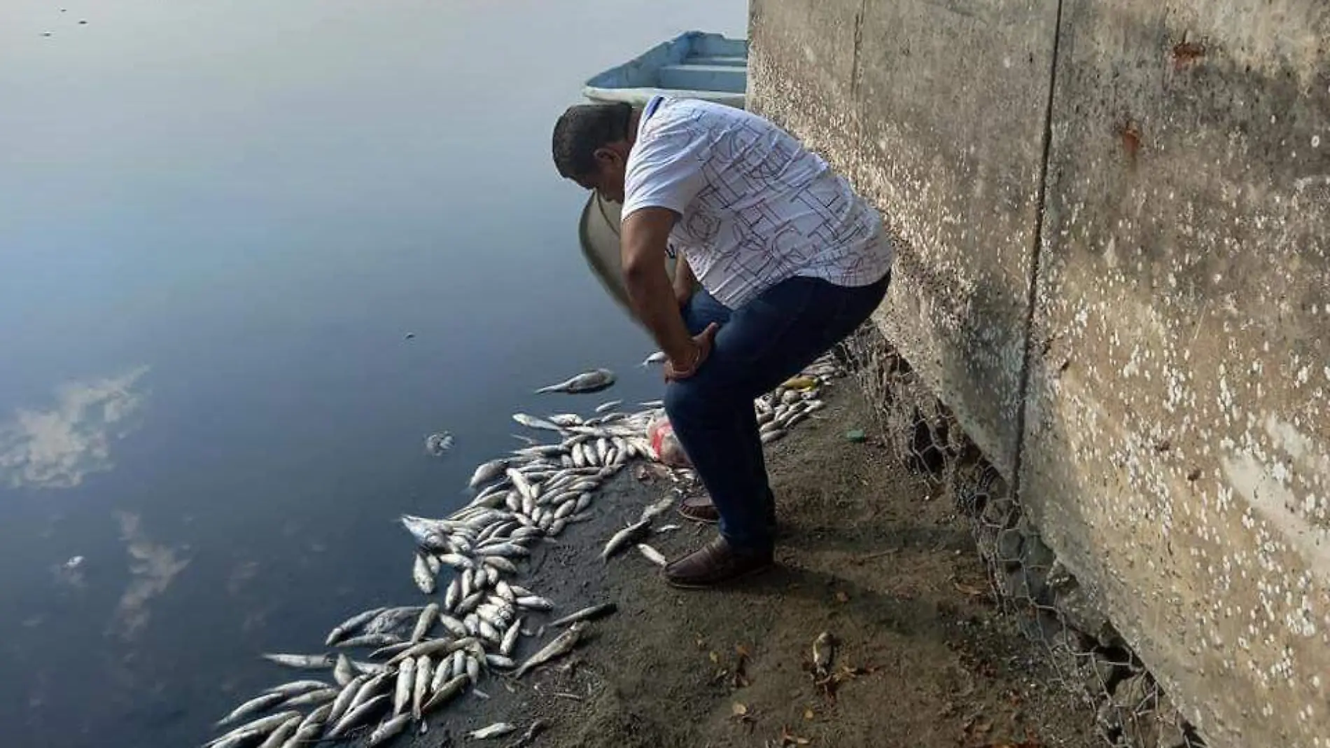 PECES MUERTOS EN LAGUNA DE GUERRERO. CORTESÍA JESÚS HERBEY ARREDONDO (9)